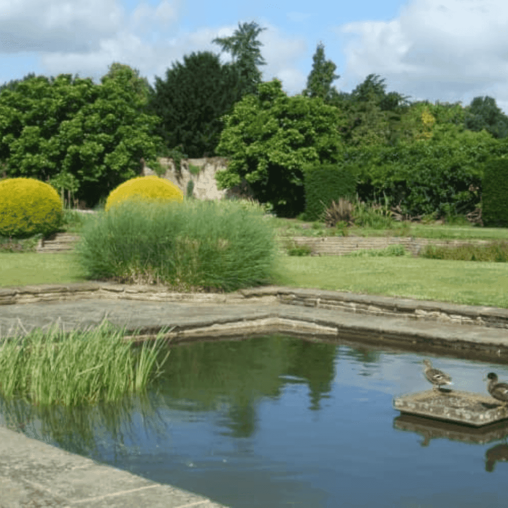 A serene garden pond surrounded by greenery and a few ducks resting on a small platform in the water. - Home Instead