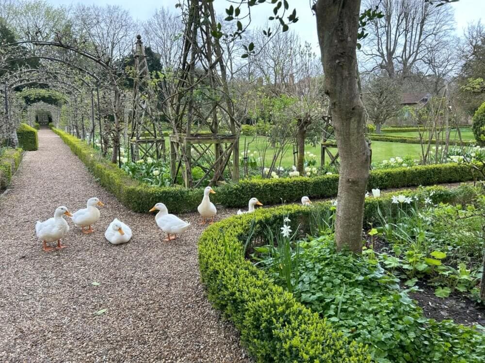 Home Instead Basingstoke picture of white ducks waddling around the gardens at West Green House