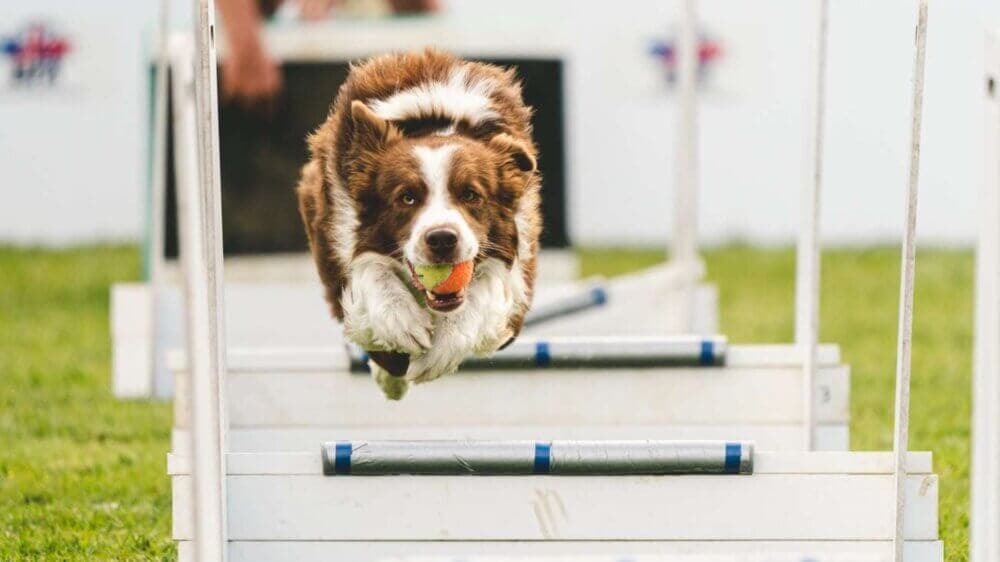 A brown and white dog leaps over a hurdle with a ball in its mouth during an agility competition. - Home Instead