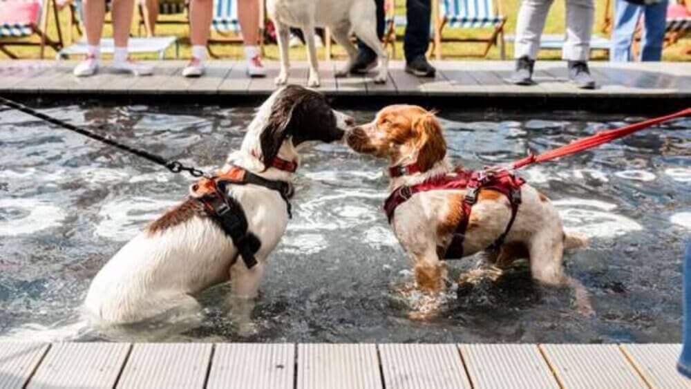 Two dogs in harnesses sniffing each other in a shallow pool, while people stand around watching. - Home Instead