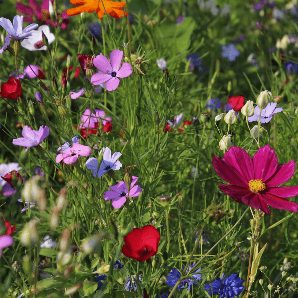 A group of people, some in wheelchairs, posing together in a room with chairs and a screen on the wall. - Home Instead