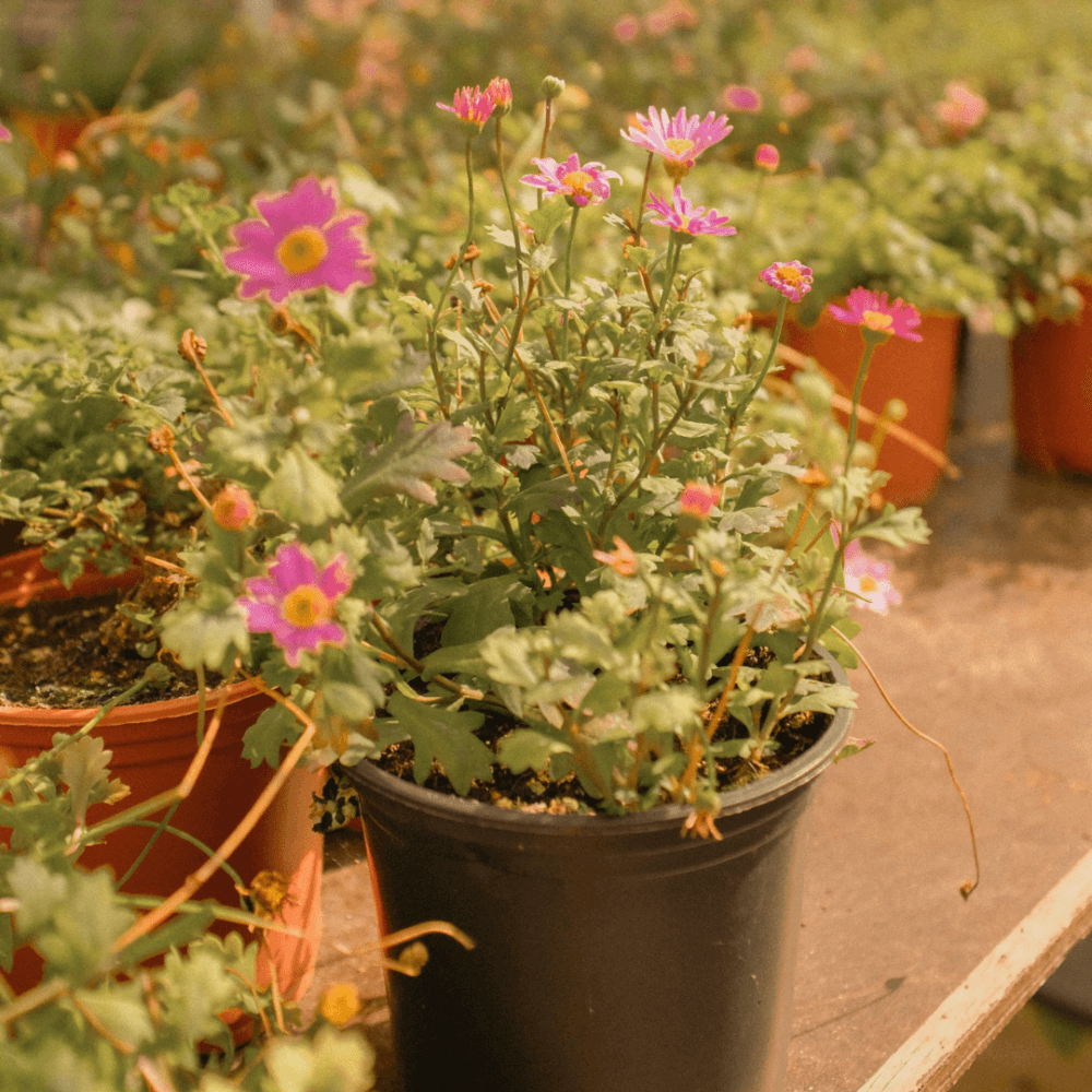 Group of people in a room sitting in a circle, with some raising their hands. A projector screen and artwork are on the wall. - Home Instead