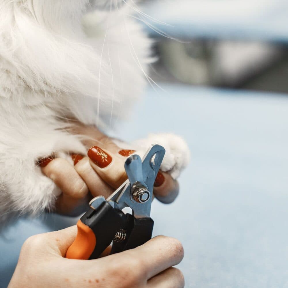 Person trimming a fluffy white cat's claws with an orange and black nail clipper. - Home Instead