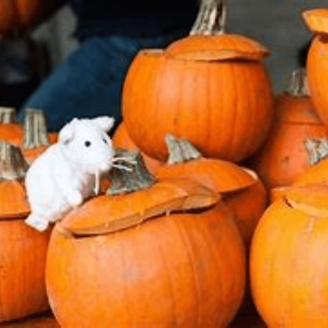 Halloween activities and tips for older adults