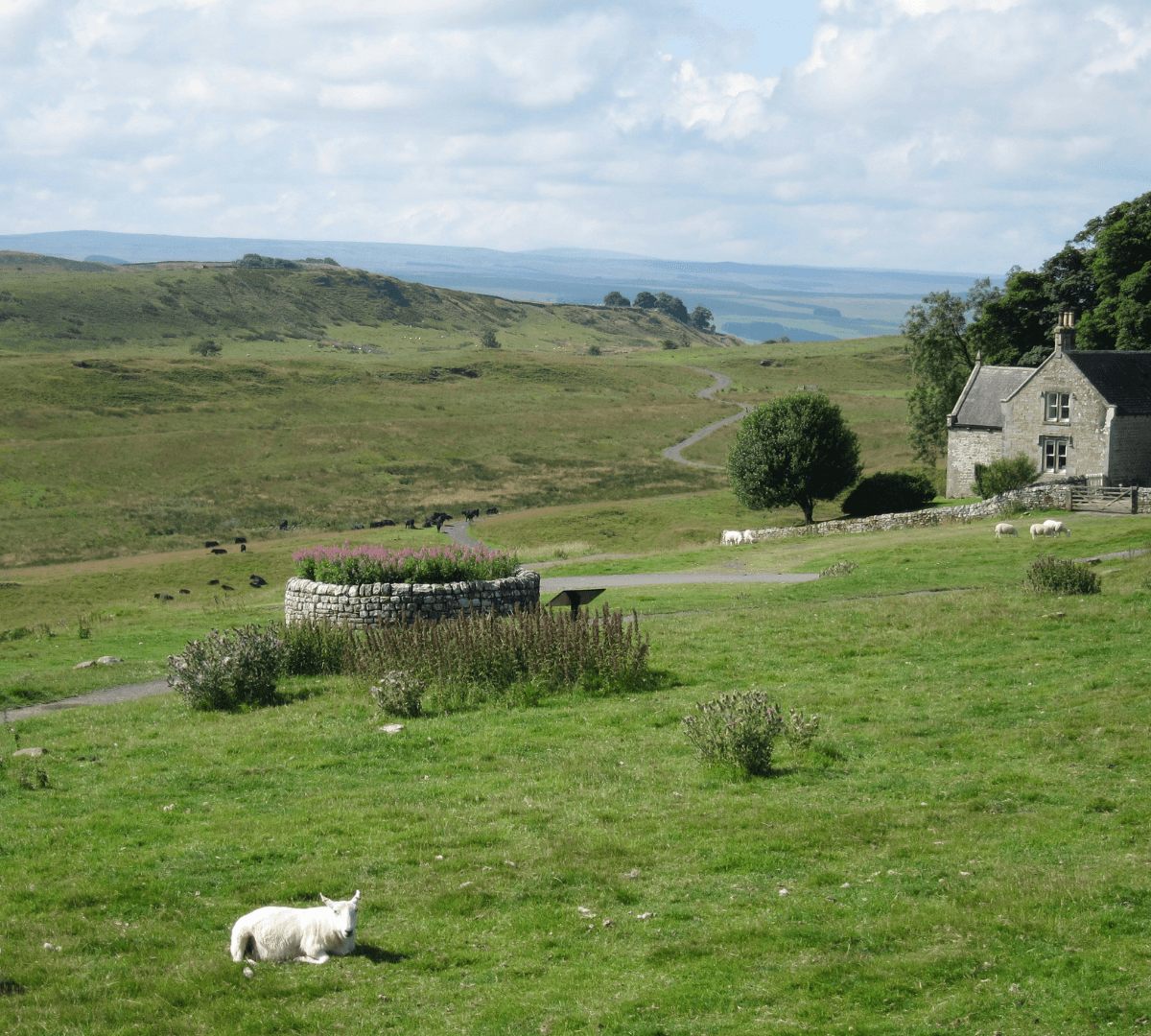 A rural area with a sheep resting and lots of grasses with a well at the middle and a house nearby with tress and a beautiful view
