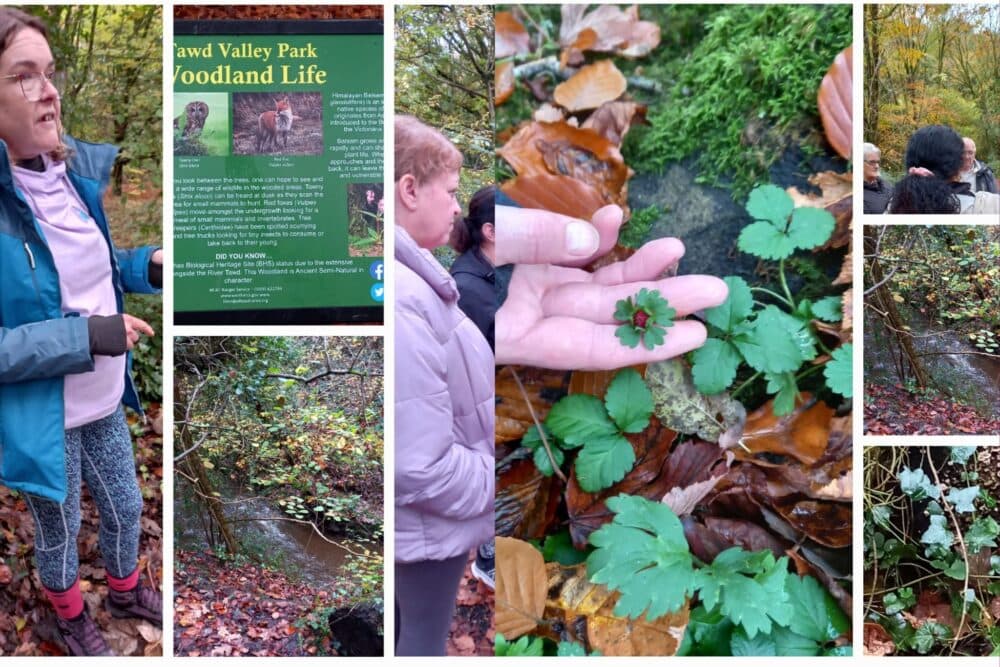 Walk, Talk, Foraging