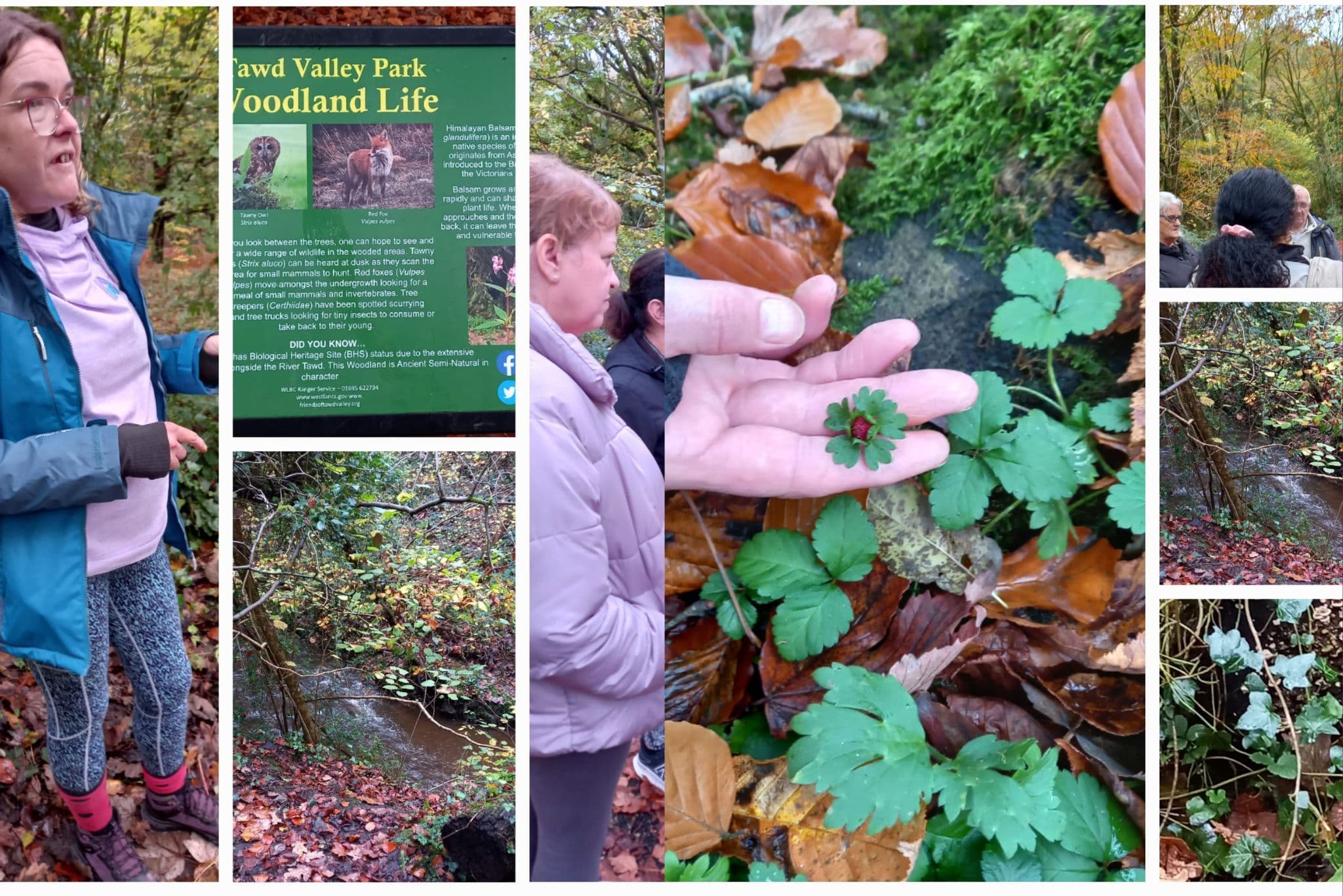 People exploring the woodland, observing plants and scenic views by a stream. - Home Instead