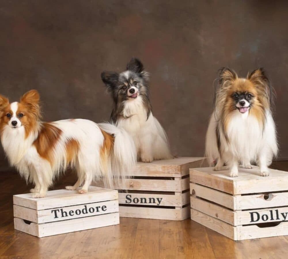 Three cute dogs standing on a pedestal