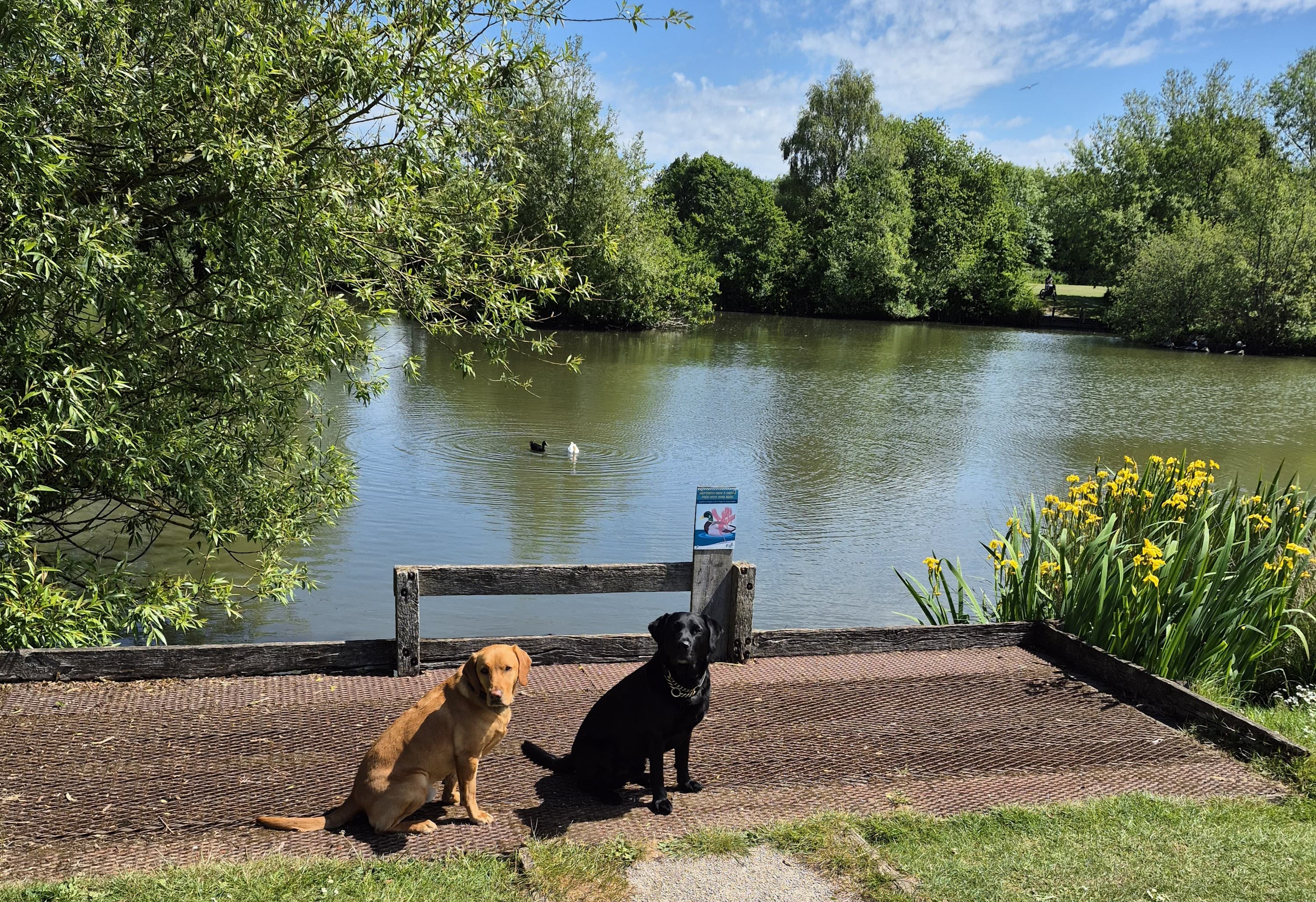 Two dogs sit by a lake with green trees and plants under a blue sky with scattered clouds. - Home Instead