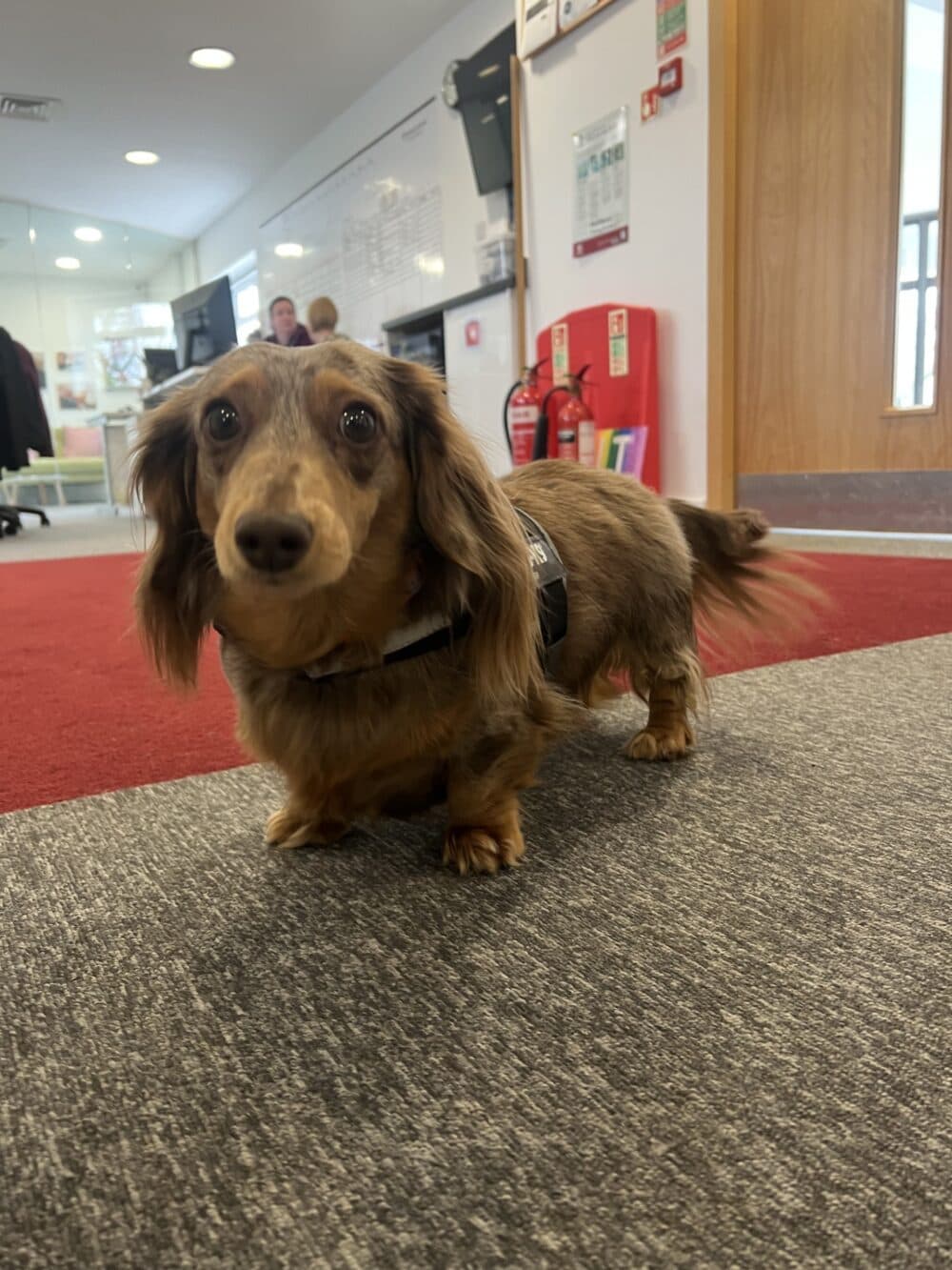 A long-haired dachshund wearing a harness stands indoors on a carpet, looking up at the camera. - Home Instead