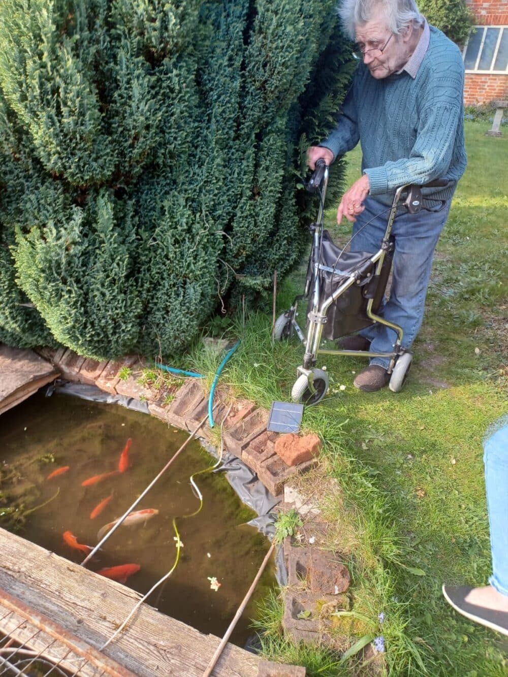 An elderly man with a walker looks at koi fish in a garden pond beside a large bush. - Home Instead