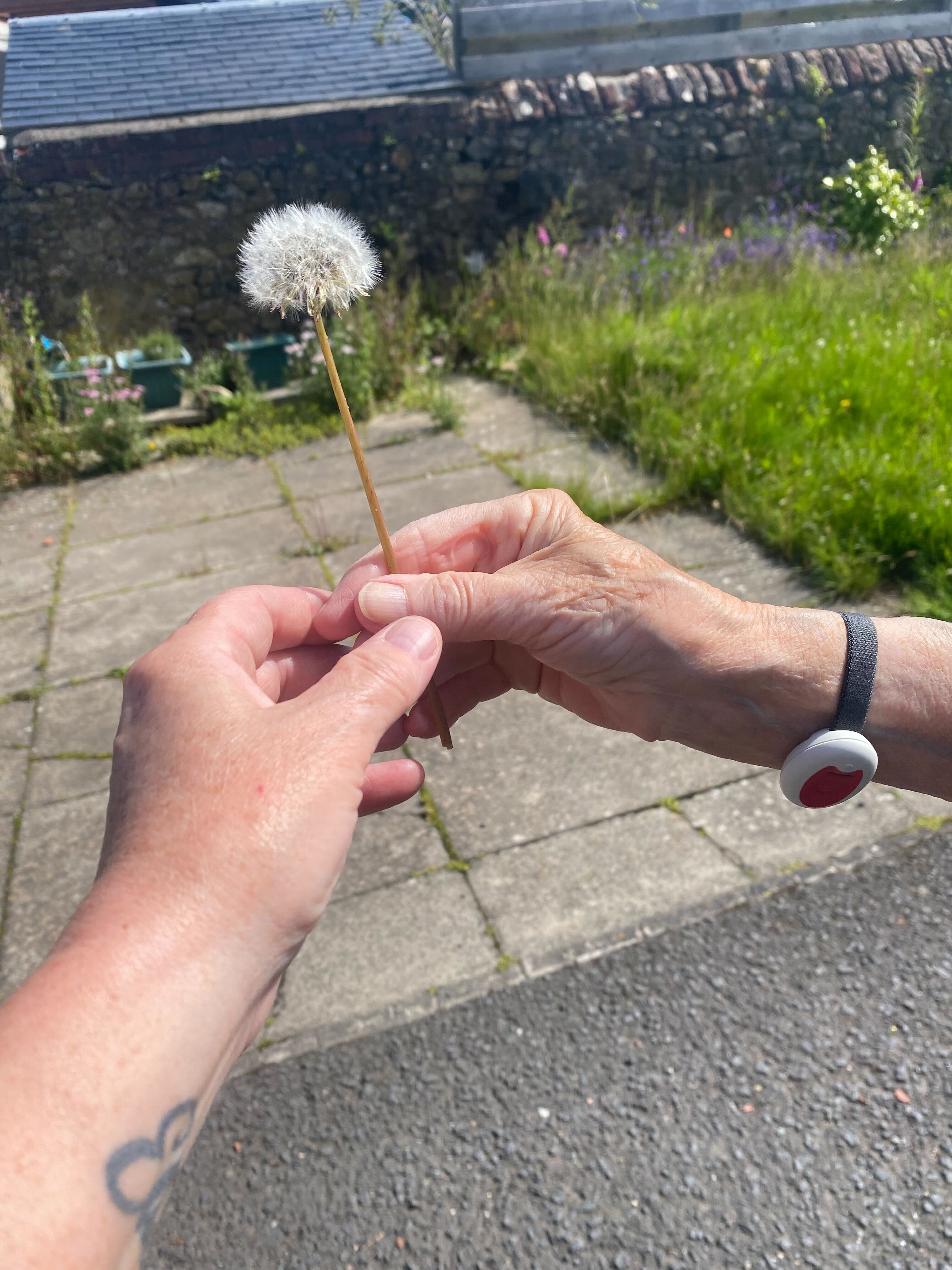Two hands holding a dandelion puff outdoors, with grass and a stone wall in the background. - Home Instead