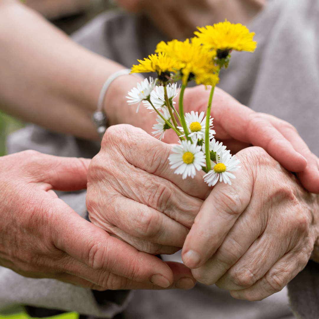 Elderly hands holding wild flower daises and buttercups, with another pair of hands helping
