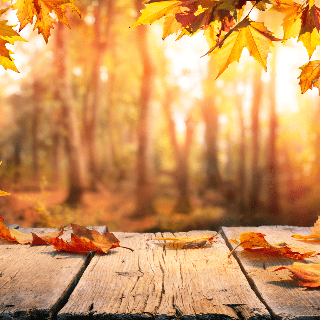 Autumn leaves on a wooden surface with a sunlit forest in the blurred background. - Home Instead