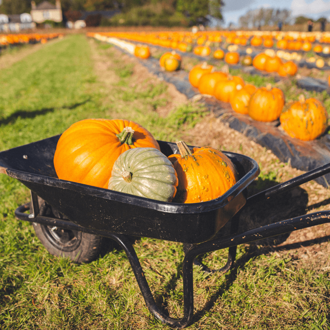 Pumpkins in a wheelbarrow on a pumpkin patch farm