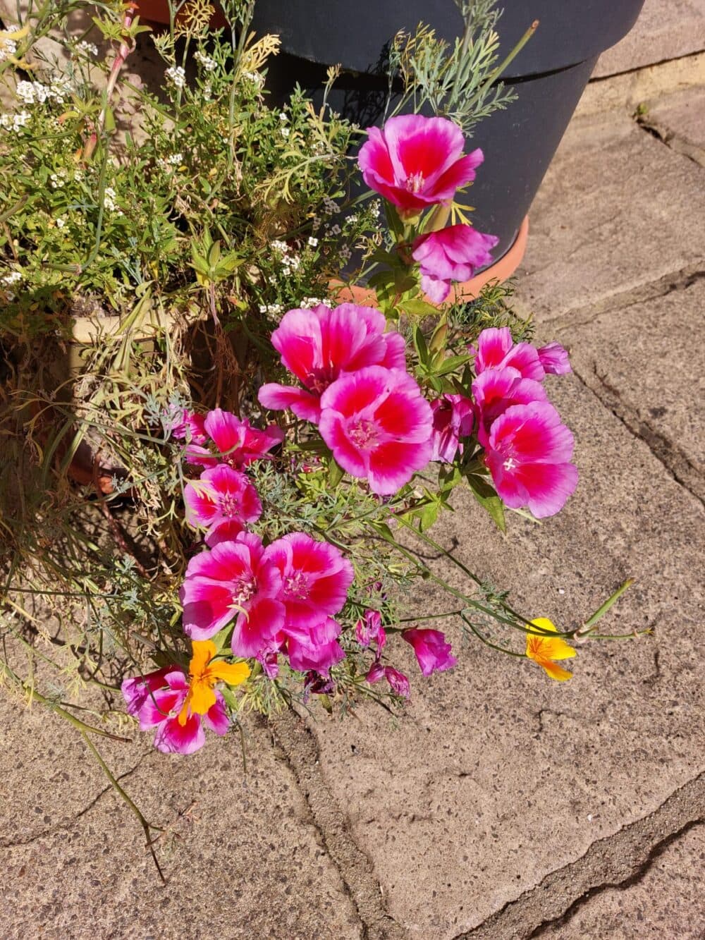 Pink and magenta flowers blooming in a pot on a stone patio in bright sunlight. - Home Instead