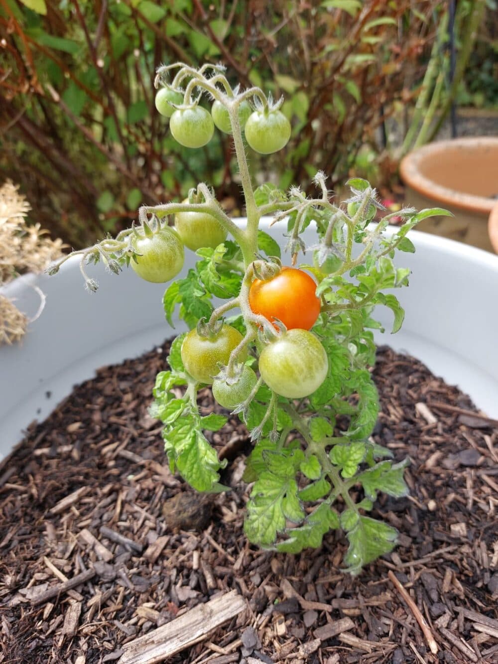 A small tomato plant in a pot with green and one ripe orange tomato, surrounded by soil and leaves. - Home Instead