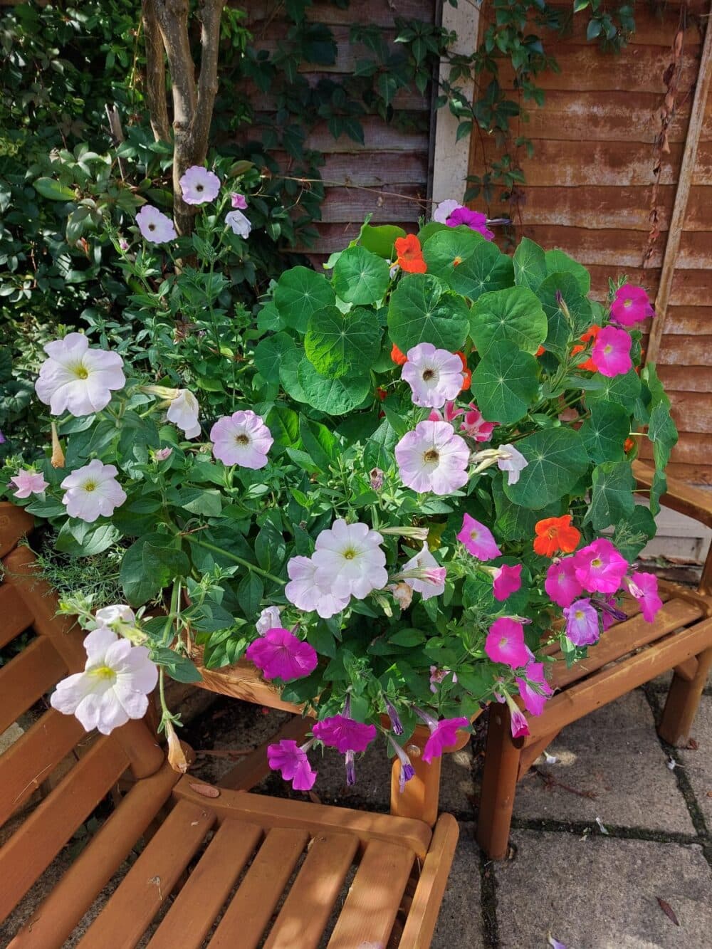 A planter with pink and white flowers and green leaves on a wooden bench in a sunny garden. - Home Instead