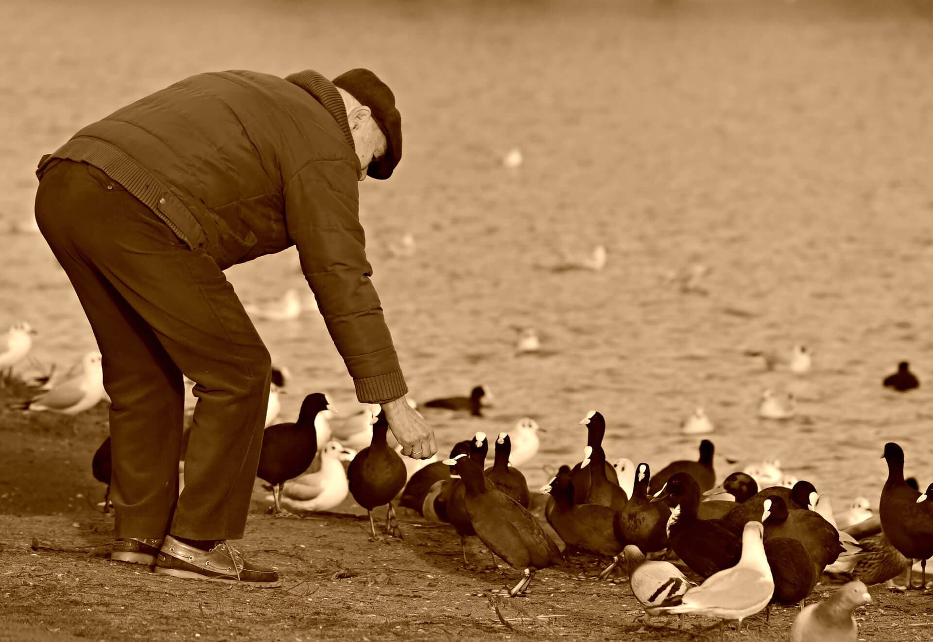 Fun Places To Feed The Ducks Around Northwich