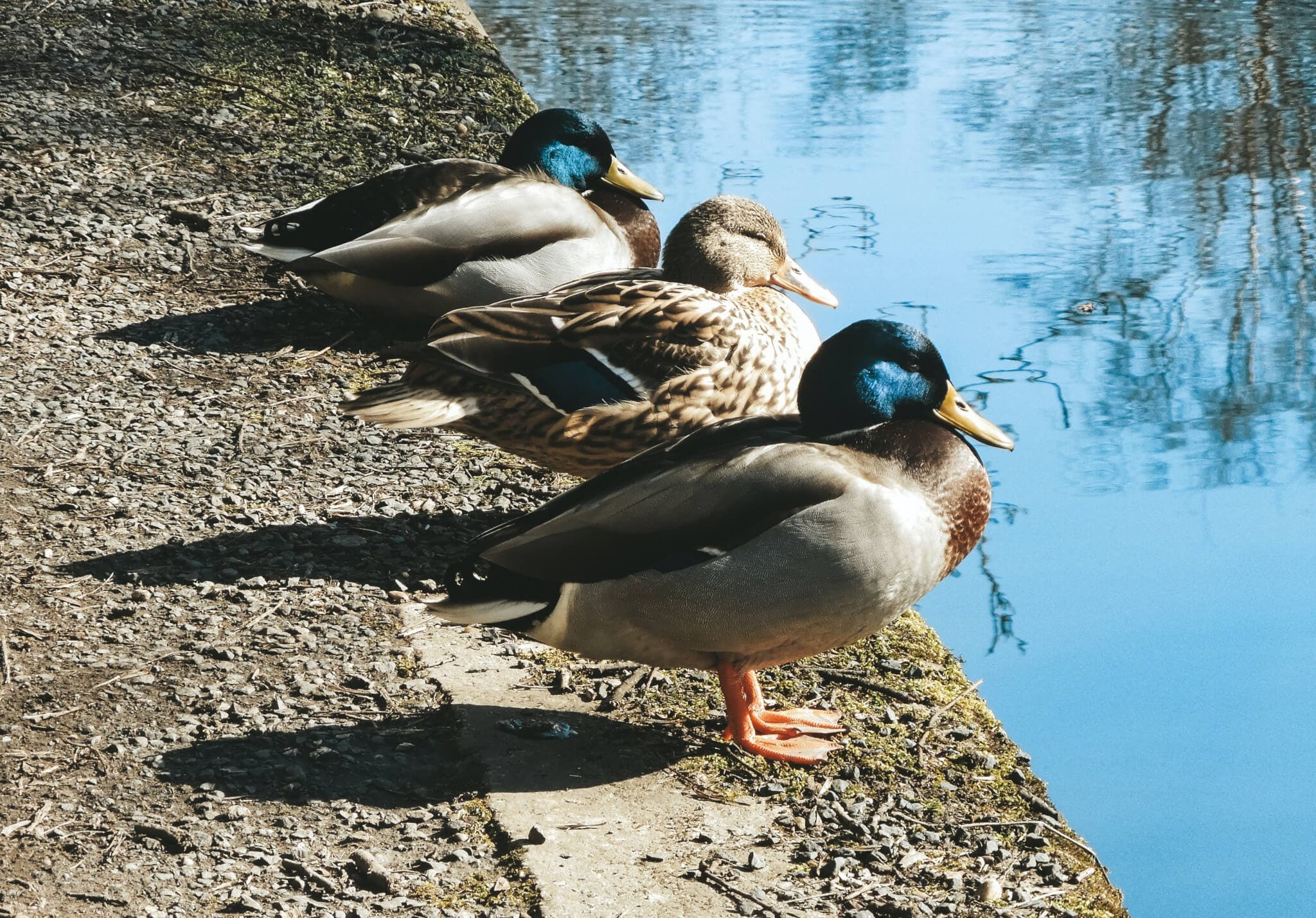 Fun Places to Feed the Ducks Around Cambridge