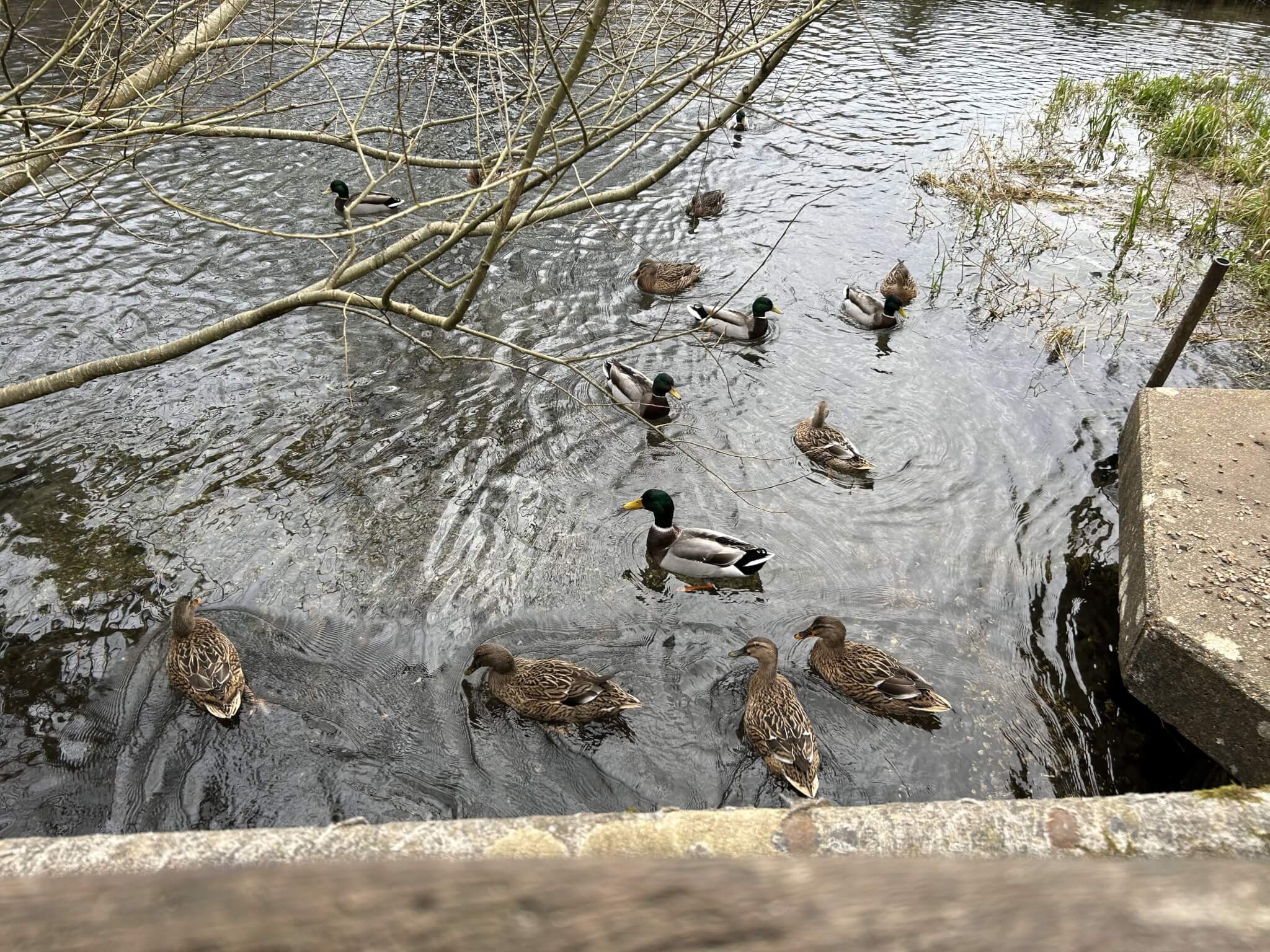 Feeding the Ducks around Basingstoke