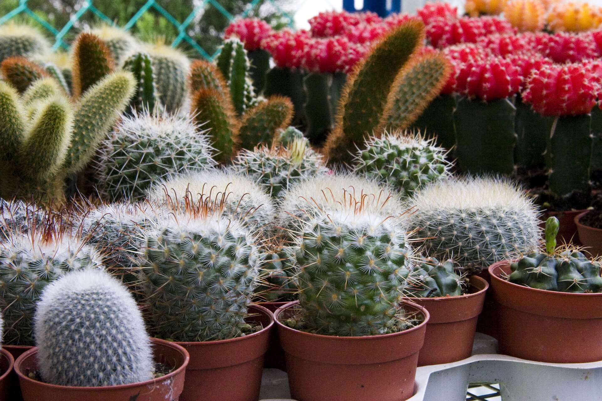 Garden Centers to enjoy and explore in Wallington and Morden