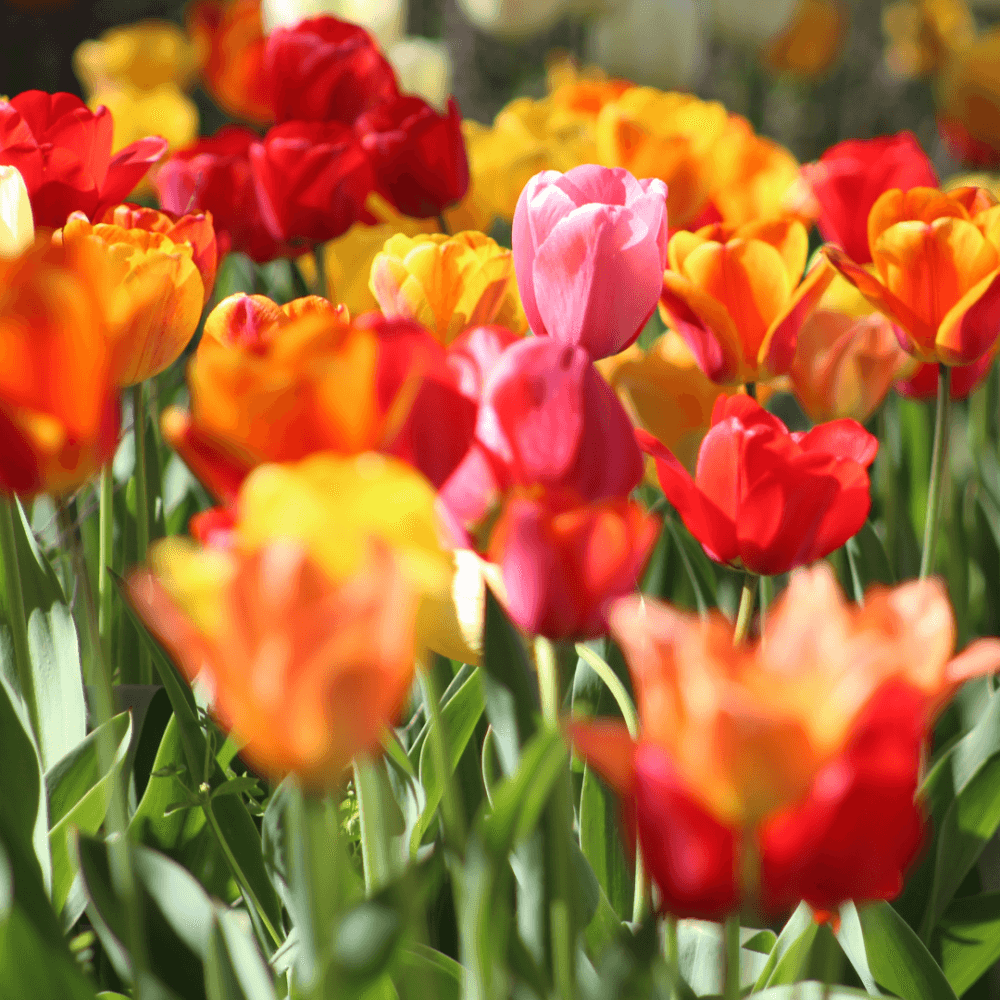 A vibrant garden full of blooming tulips in various colors, including red, yellow, orange, and pink. - Home Instead