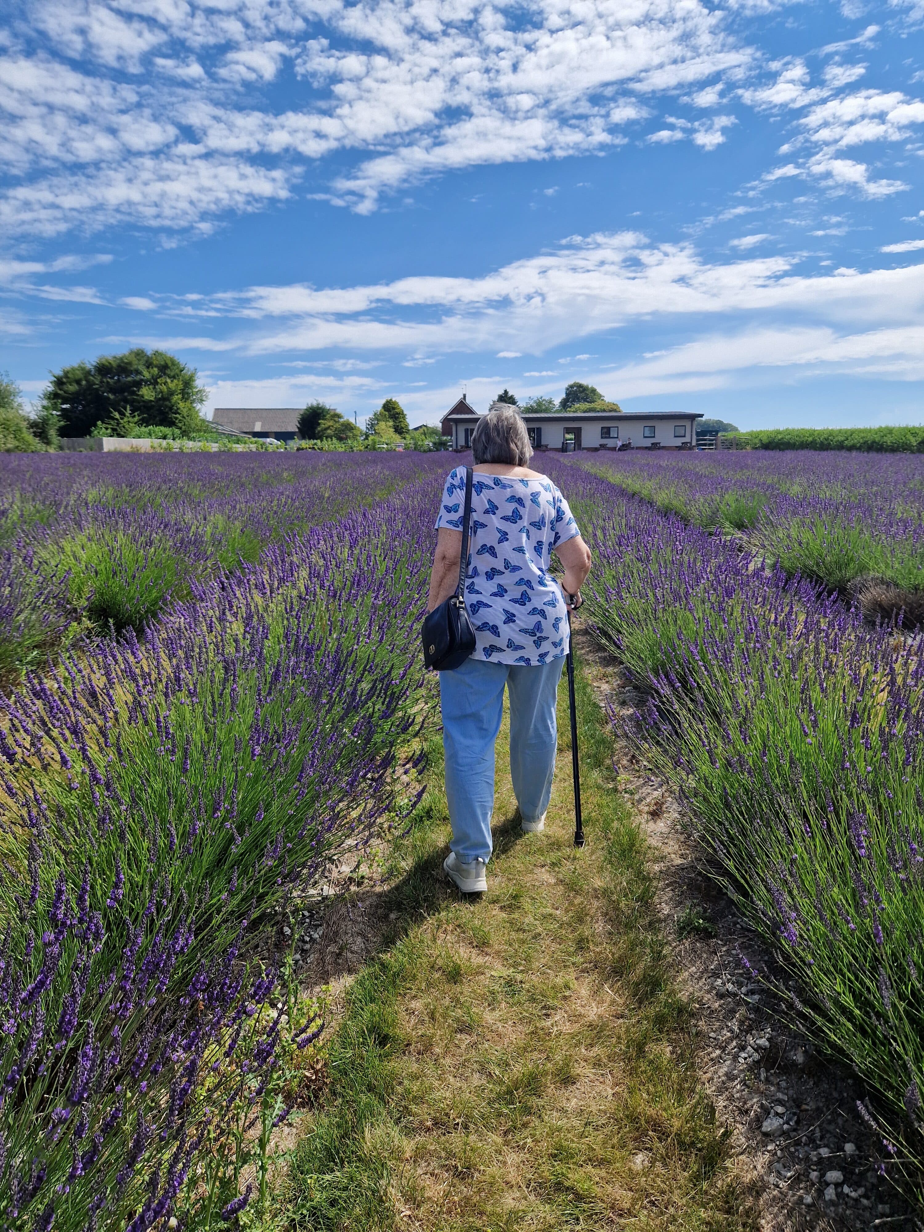 Woman with a walking stick walks through a lavender field towards a building under a partly cloudy sky. - Home Instead