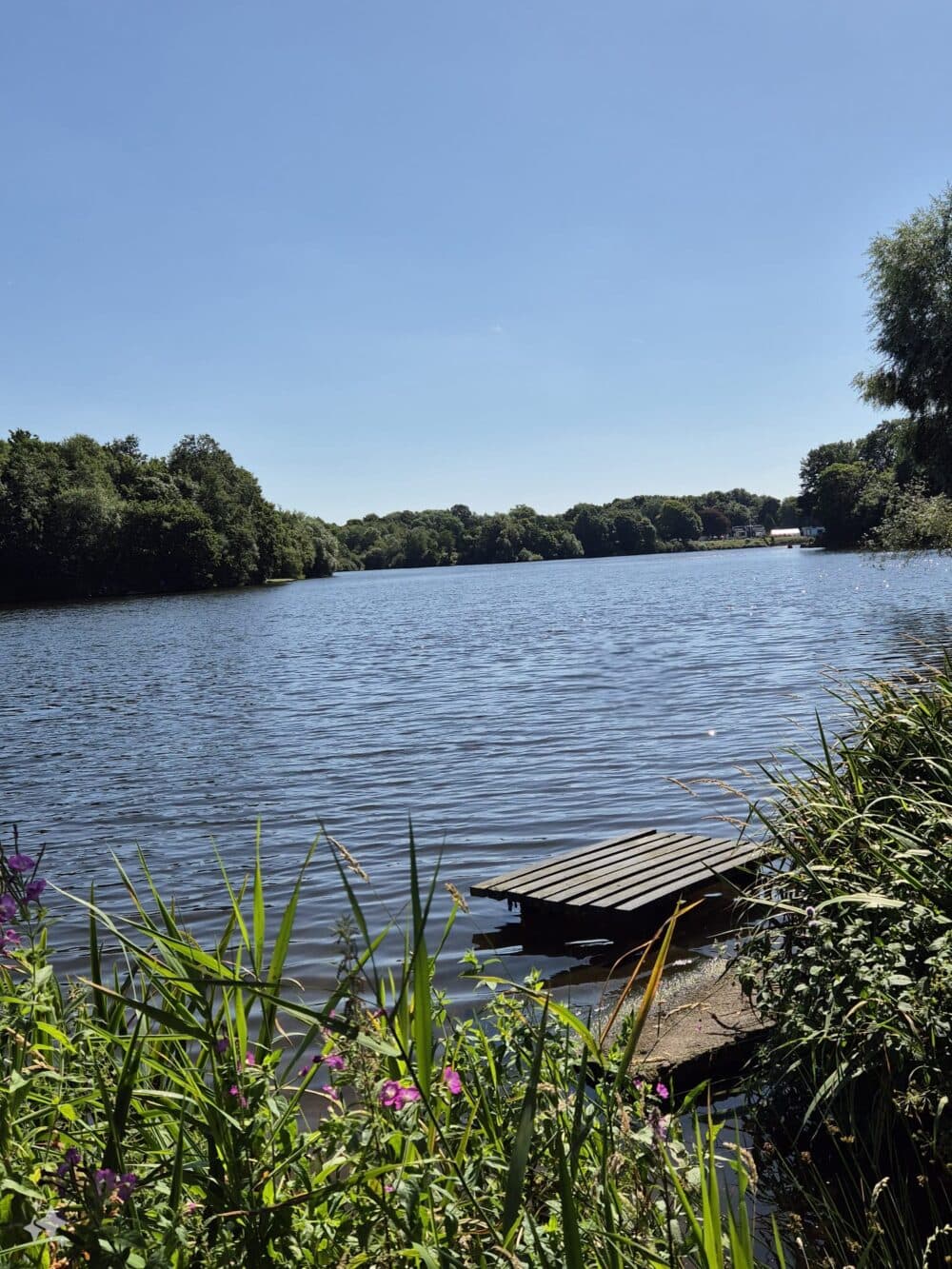 A calm lake with a small wooden dock, surrounded by greenery and wildflowers under a clear blue sky. - Home Instead