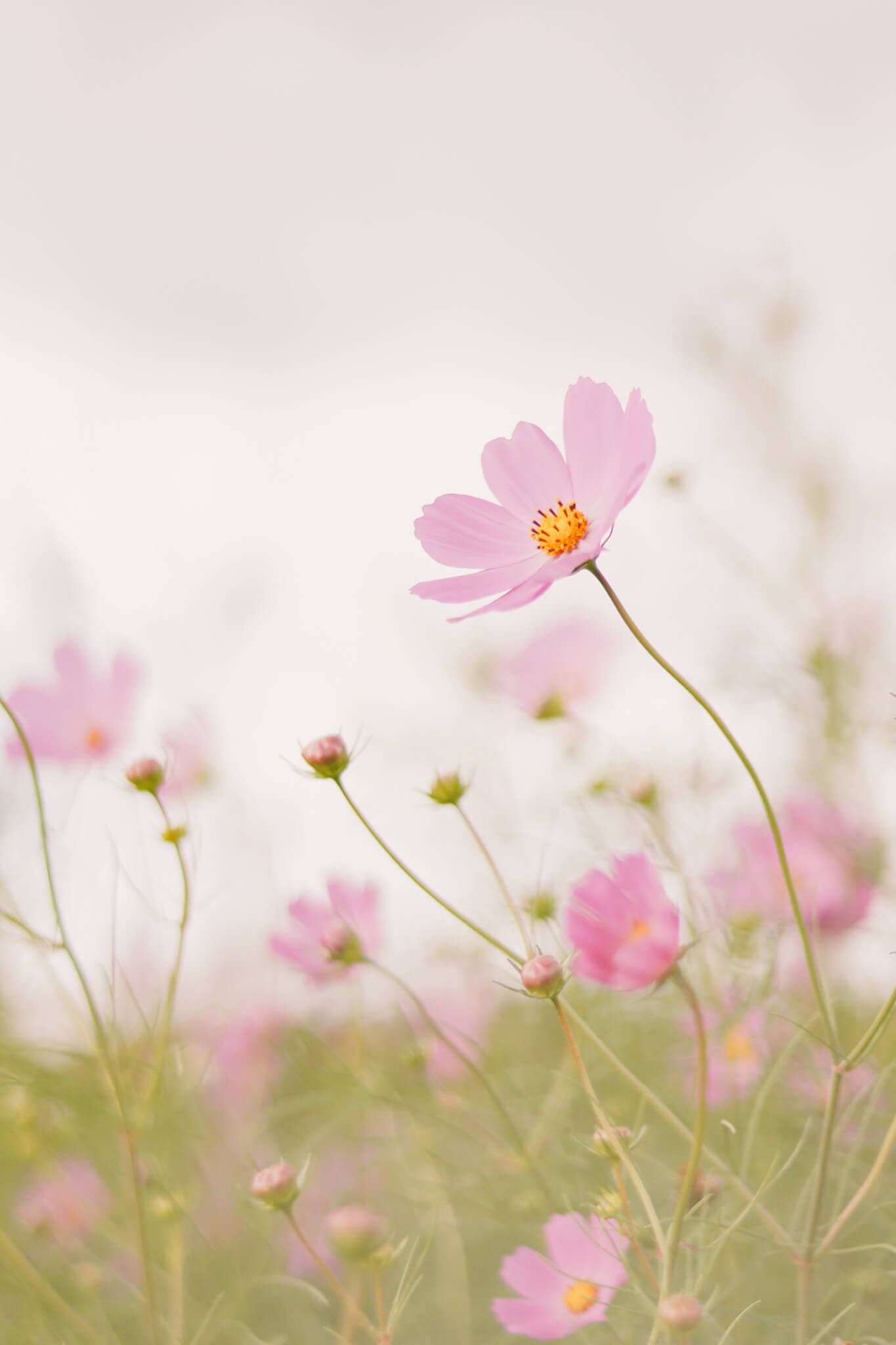Close-up of pink cosmos flowers blooming in a field with a soft, blurred background. - Home Instead