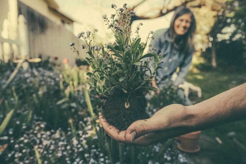 Close-up of a hand holding a small plant with roots exposed, blurred background of a person in a garden. - Home Instead
