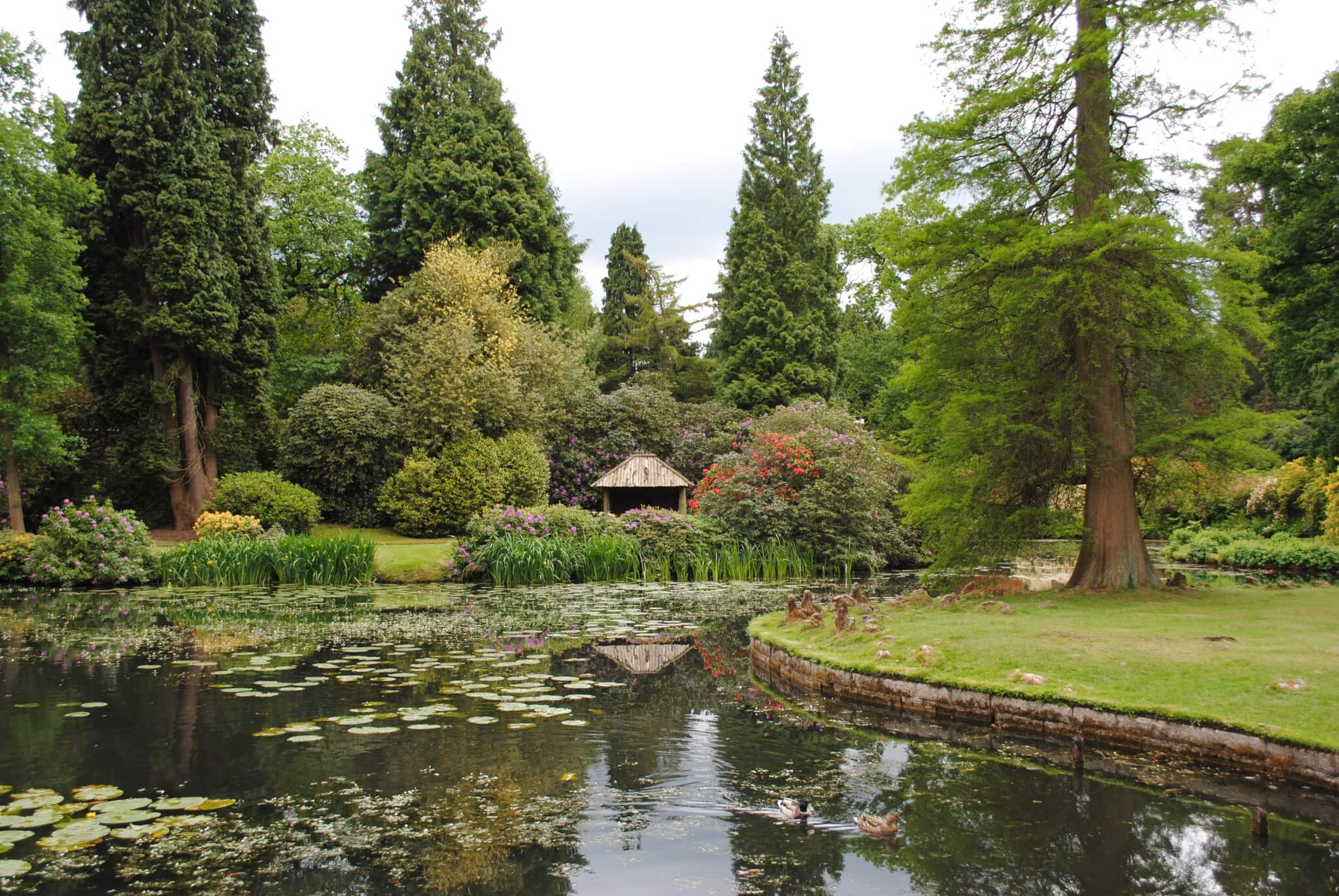 Serene garden with a pond, lily pads, ducks, trees, shrubs, and a small pavilion in the background. - Home Instead