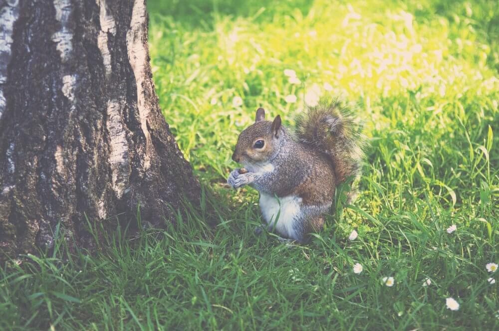 A squirrel is sitting next to a tree trunk on grassy ground, holding and eating something with its front paws. - Home Instead