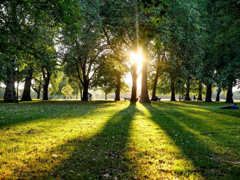 Sunlight filtering through large trees in a park, casting long shadows on the green grass. - Home Instead