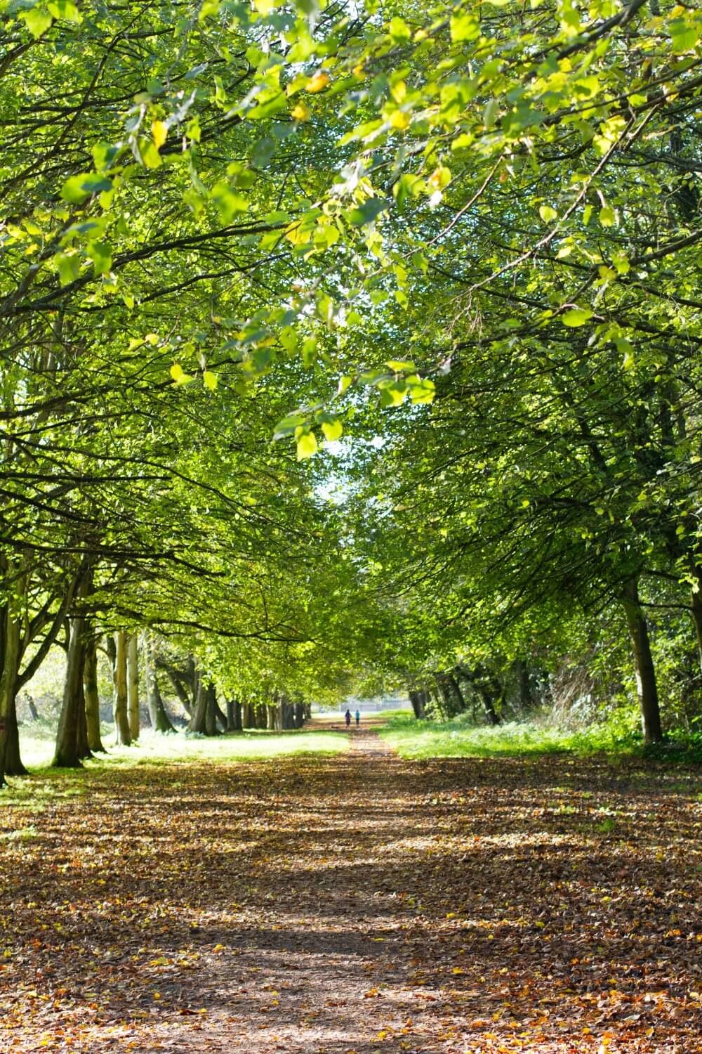A tree-lined path covered with fallen leaves, leading to a distant couple walking hand in hand. - Home Instead
