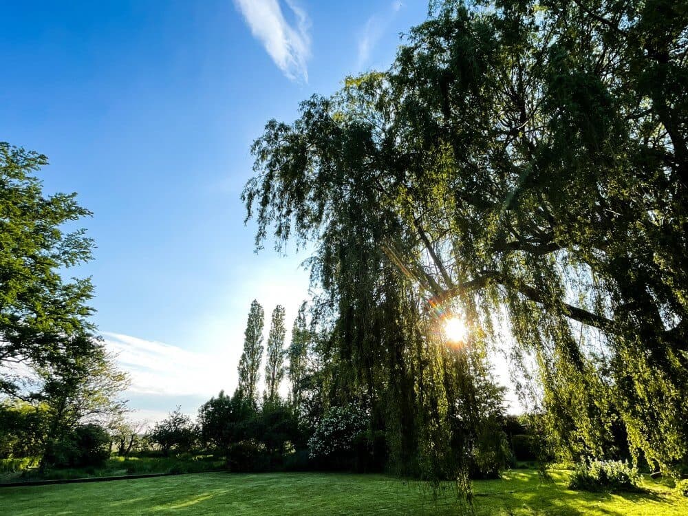 Sunlight streaming through tall trees in a lush green park under a clear blue sky. - Home Instead
