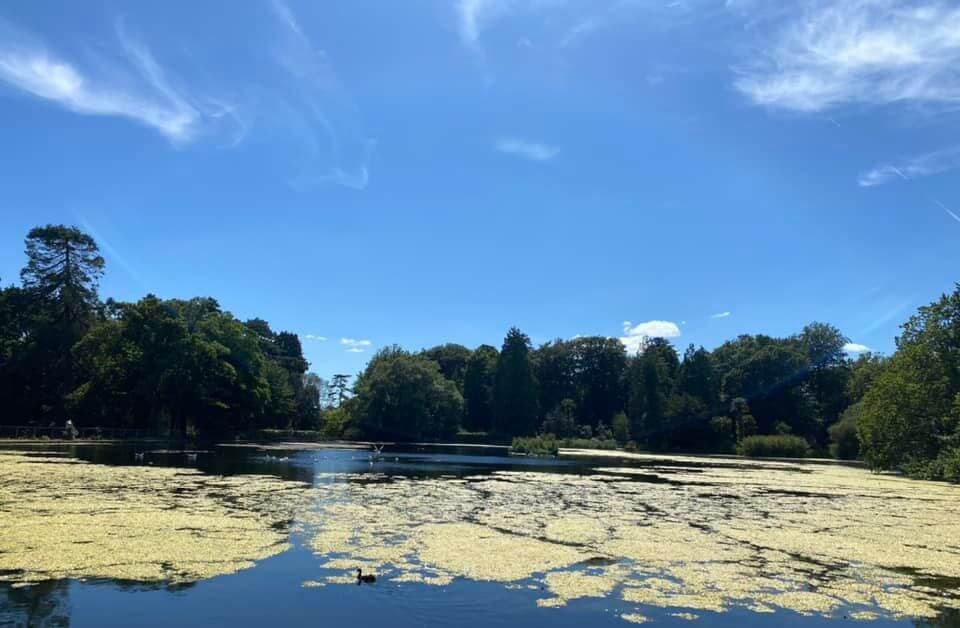A serene lake surrounded by trees under a clear blue sky, with patches of algae floating on the water's surface. - Home Instead