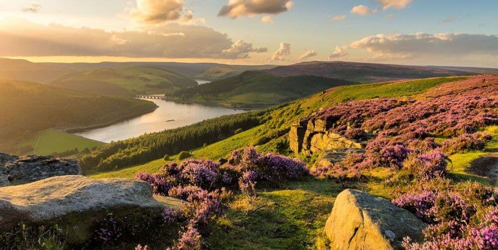 Rolling hills covered in purple heather with a serene lake in the distance under a golden sunset. - Home Instead