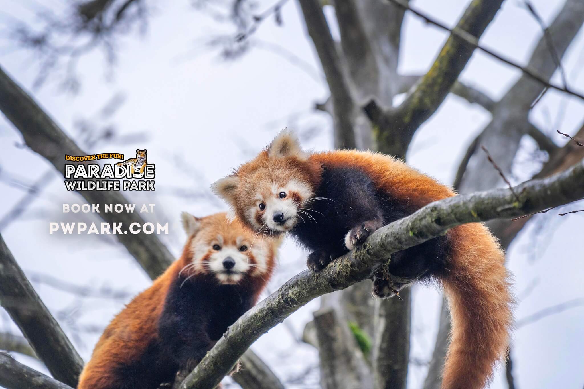 Two red pandas on tree branches with text "Paradise Wildlife Park" and "Book Now at PWPARK.COM. - Home Instead