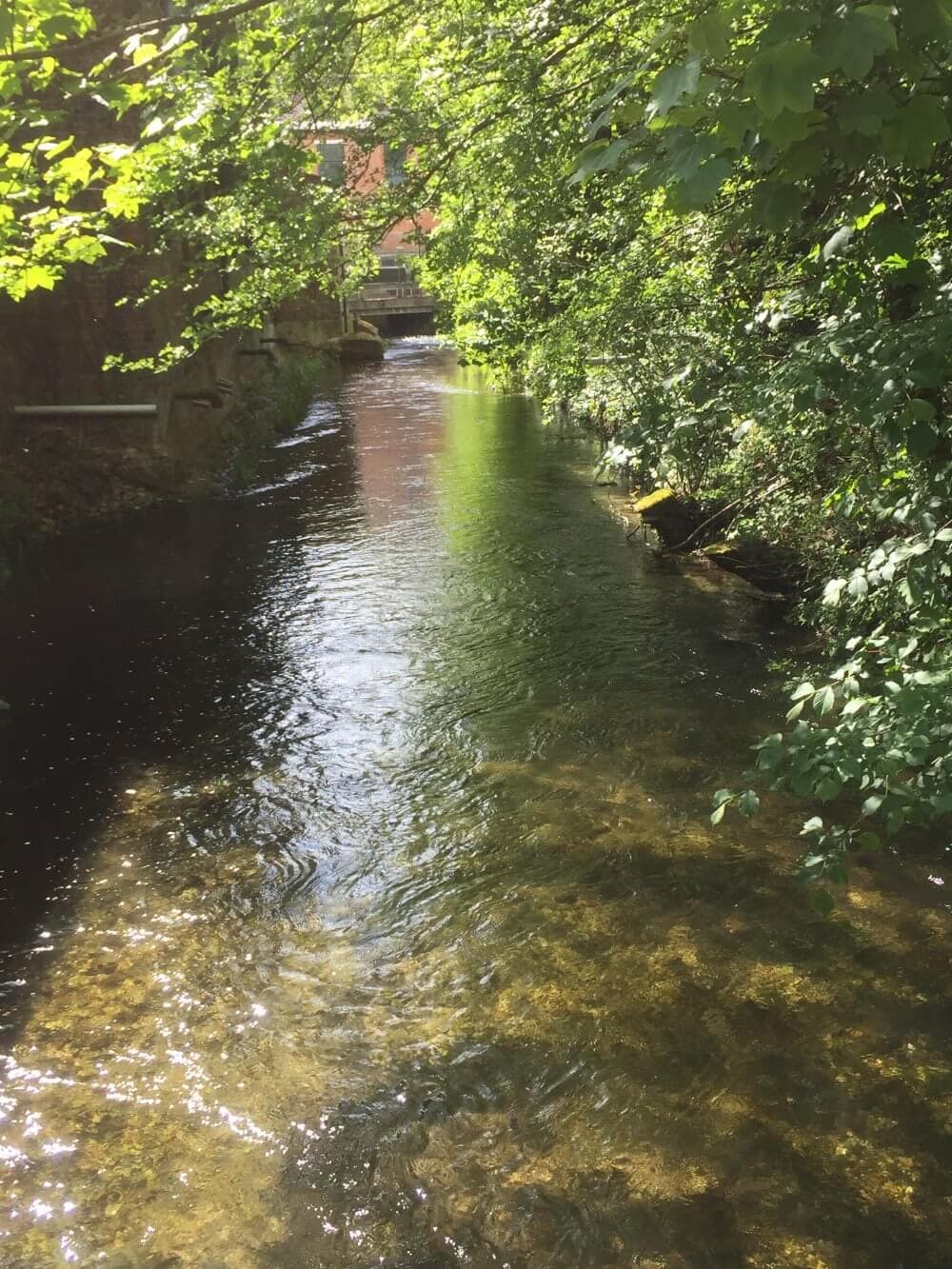 A clear, sunlit stream flowing through a lush, green forest with a small bridge in the background, adjacent to the Bombay Sapphire distillery at Laverstoke