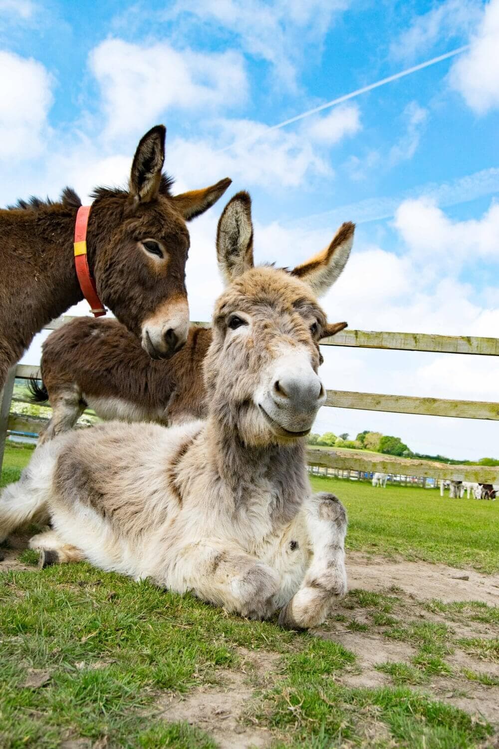Two donkeys on grassy field; one sitting, one standing. Wooden fence and clear blue sky in the background. - Home Instead
