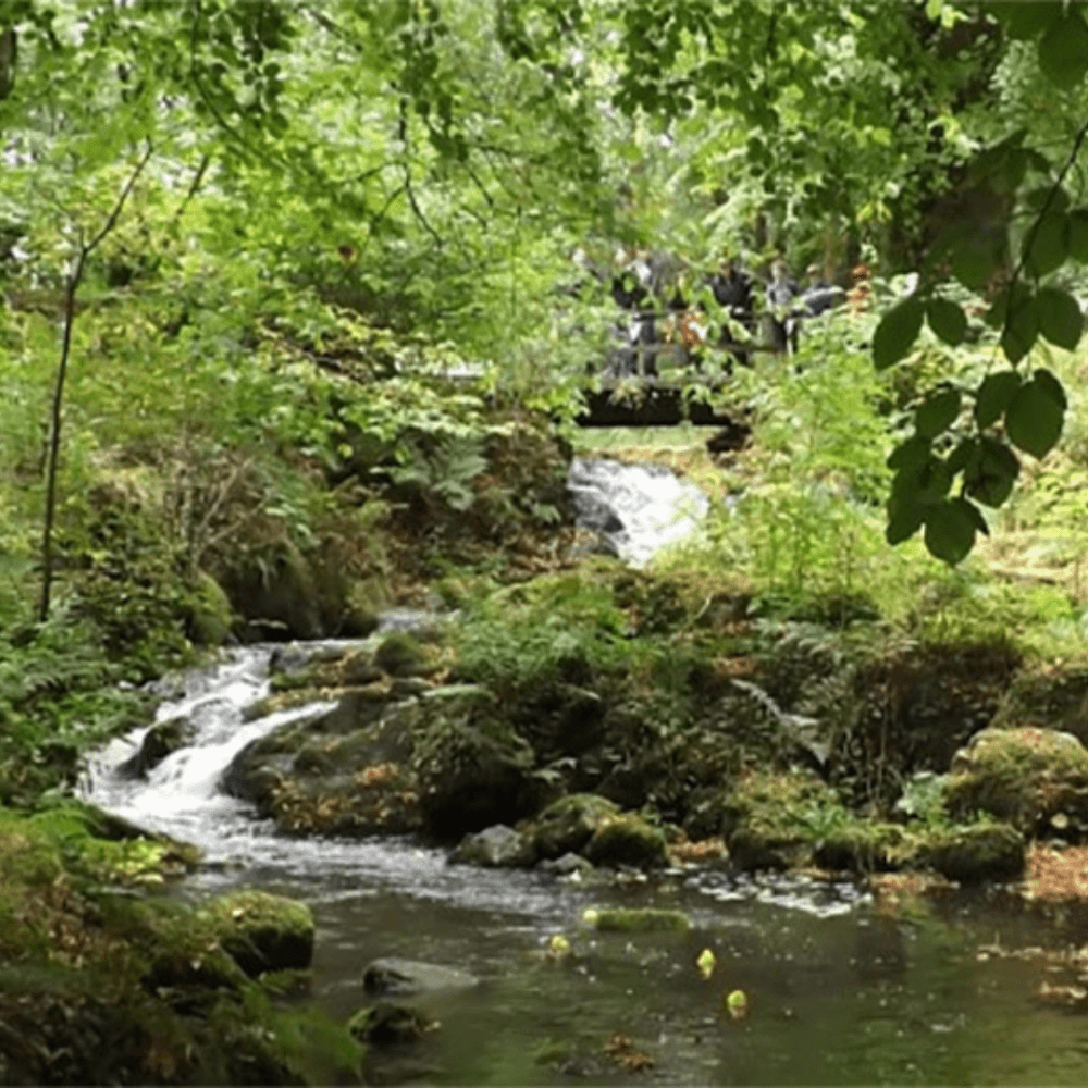 Finlaystone Country Estate in Langbank - A group of people gathers on a bridge above a lush, green forest stream with small cascades and rocks. - Home Instead Renfrewshire and Barrhead home care services