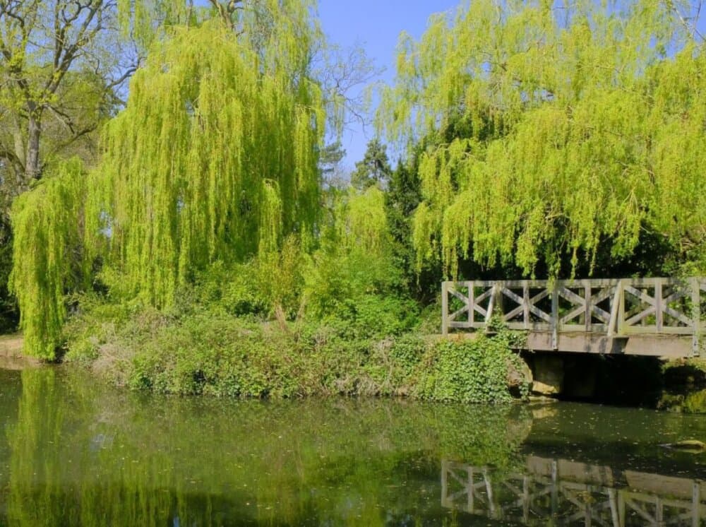 Stewart's Park Lake with Trees