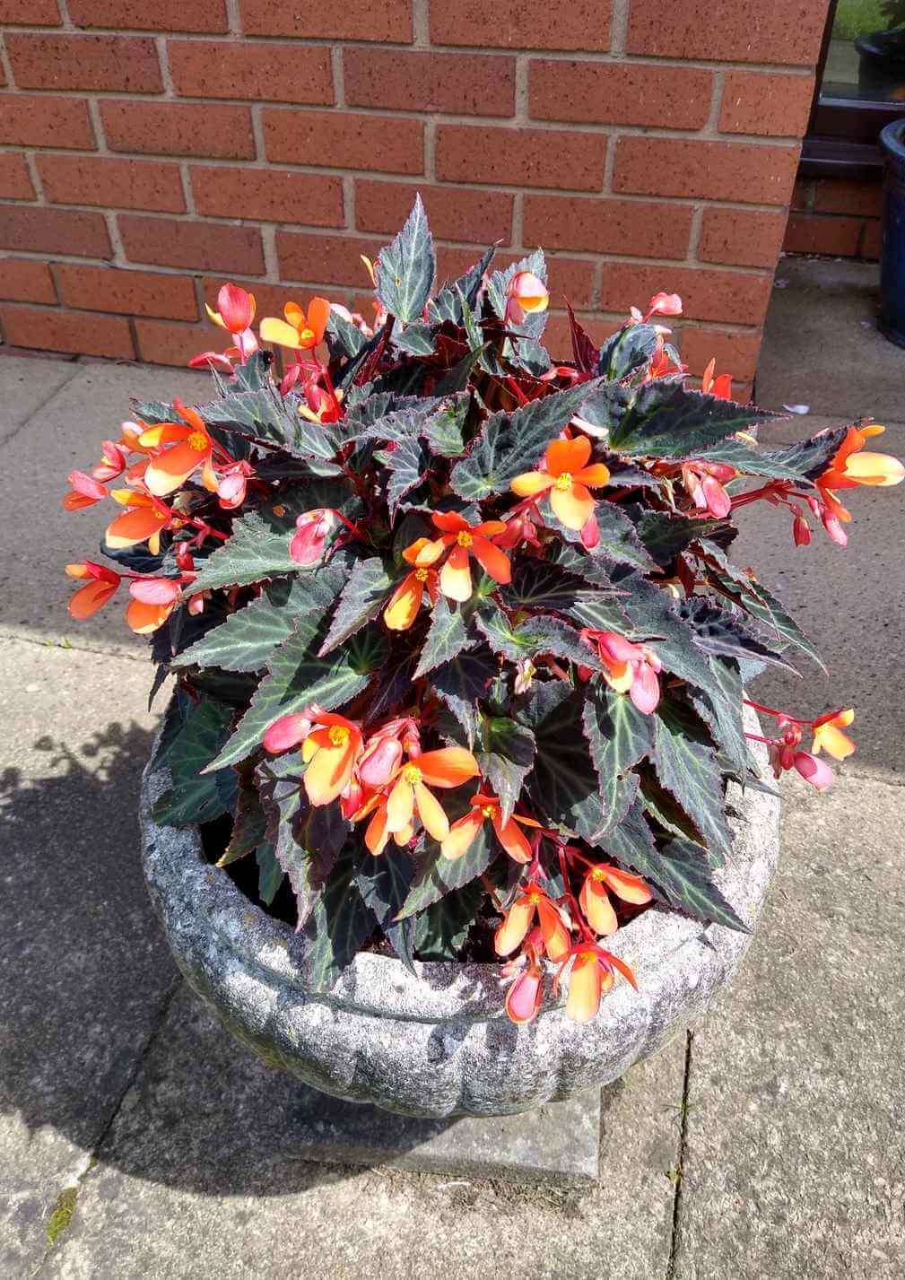 A stone planter filled with vibrant orange flowers and dark green leaves, placed on a concrete patio near a brick wall. - Home Instead