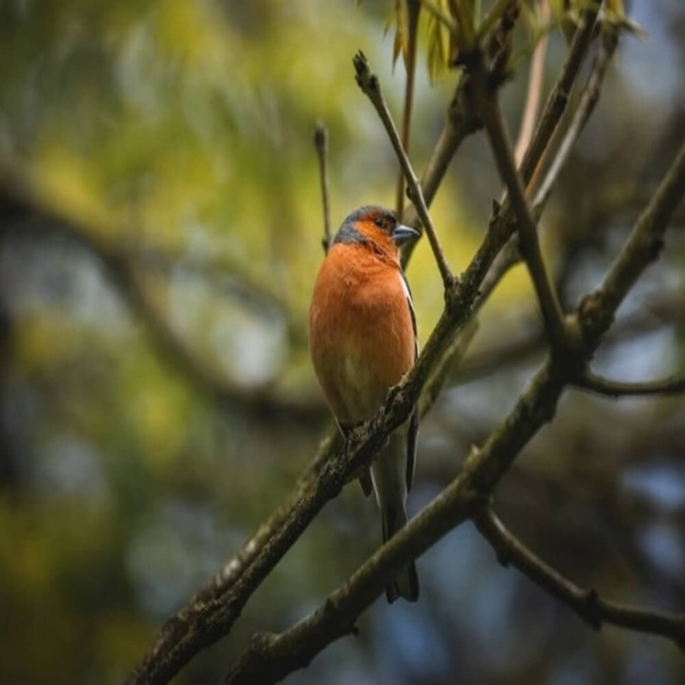 A small bird with an orange chest and black head perched on a tree branch with a blurred green background. - Home Instead