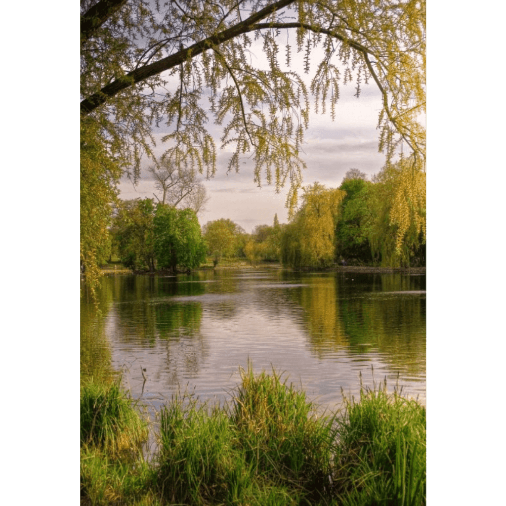 A serene lake surrounded by lush green foliage with an overhanging tree branch and calm, reflective water. - Home Instead