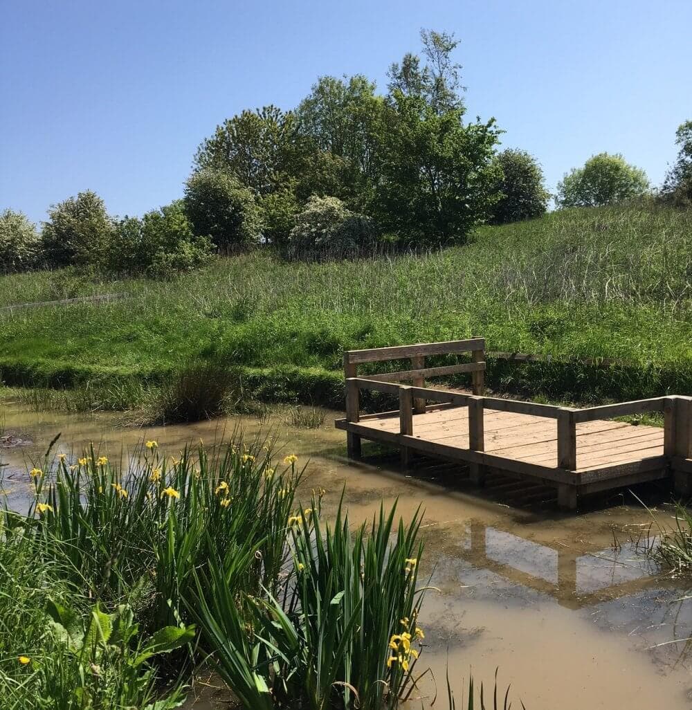 A wooden dock on a small pond surrounded by green vegetation and trees on a sunny day. - Home Instead