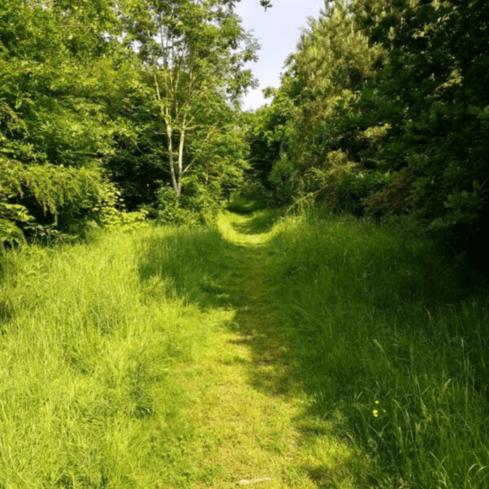 A narrow path through a lush, green forest with tall grass and dense foliage on a sunny day. - Home Instead