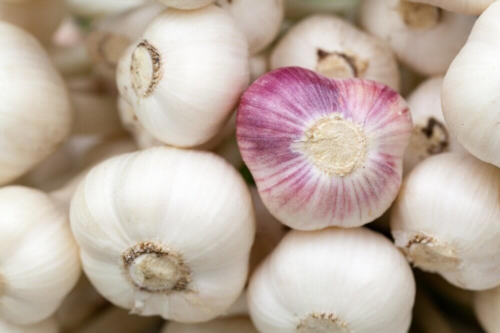 Close-up of garlic bulbs, with one purple-striped garlic bulb standing out among the white ones. - Home Instead