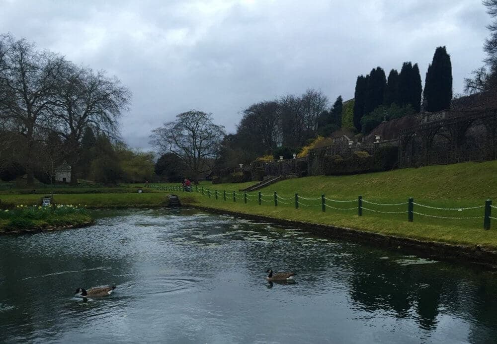 Two geese swim in a pond beside a grassy park area with pathways, trees, and a slightly overcast sky in the background. - Home Instead